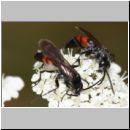 Evagetes alamanicus - Wegwespe m001c 7mm - OS-Hasbergen-Lehmhuegel-det.jpg